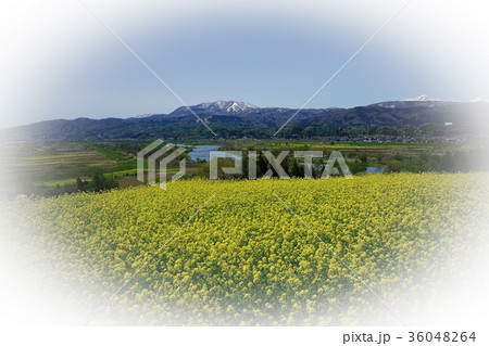 菜の花公園より望む千曲川と斑尾山と妙高山 菜の花公園より望む千曲川と斑尾山と妙高山 36048264
