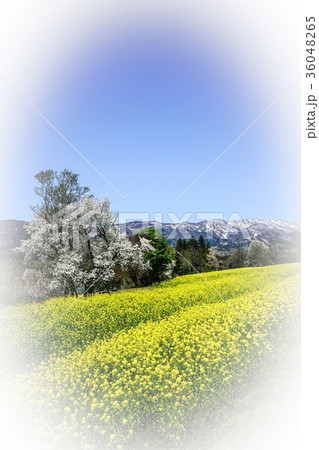 菜の花畑に咲く桜 菜の花畑に咲く桜 36048265