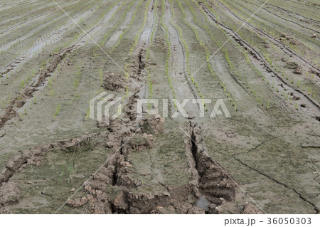 rice planting in farm. Transplant young rice seedling on paddy field 36050303