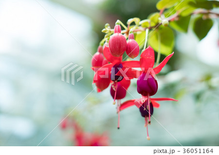 pink purple fuchsia magellanica. hummingbird flower in park. hanging Lady's Eardrops in garden pink purple fuchsia magellanica. hummingbird flower in park. hanging Lady's Eardrops in garden 36051164