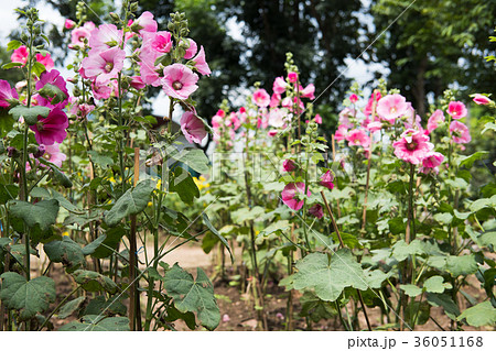 pink hollyhock in garden. blooming malva flower in park. Alcea rosea flora pink hollyhock in garden. blooming malva flower in park. Alcea rosea flora 36051168