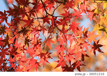 自然 植物 イロハモミジ、陽光を透してみる紅葉はひときわ鮮やかです 自然 植物 イロハモミジ、陽光を透してみる紅葉はひときわ鮮やかです 36051310