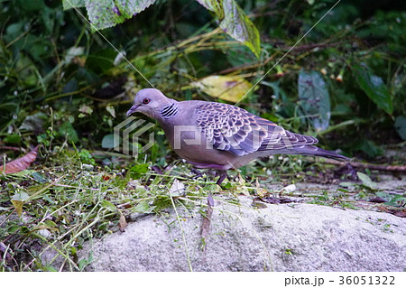 ミディアム 並み 中間 36051322