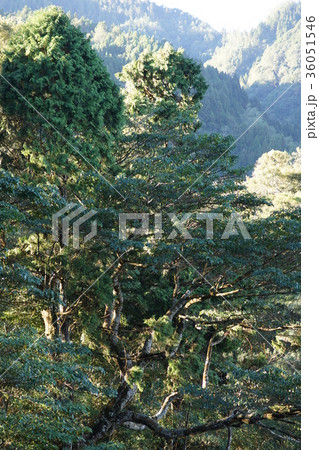 山背景 山の風景 林 36051546