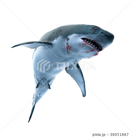 サメのイラスト素材 36051667 Pixta