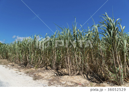 青空の下のサトウキビ畑 36052529