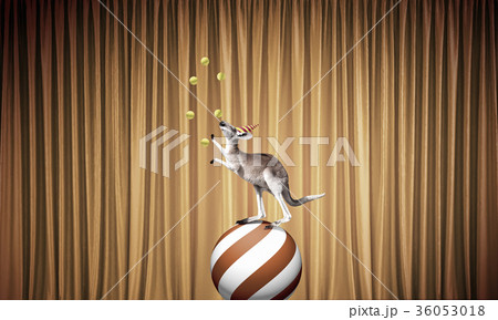 Circus animals 36053018