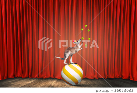 Circus animals 36053032