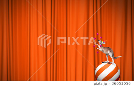 Circus animals 36053056