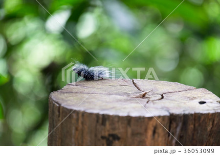 numerous large black hairy caterpillars worms numerous large black hairy caterpillars worms 36053099