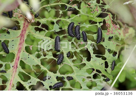 葉っぱを食べ尽くす虫の写真素材