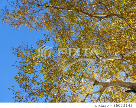 白樺黄葉 36053142