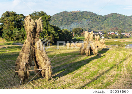 農村イメージ 農村イメージ 36053660