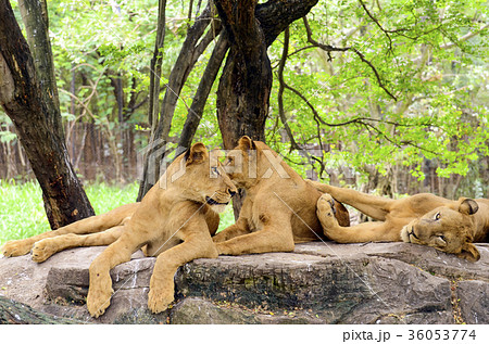 Group of female lion (Panthera leo) in safari. 36053774