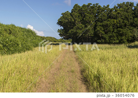 鳩間島の自然豊かな道(沖縄) 鳩間島の自然豊かな道(沖縄) 36054076