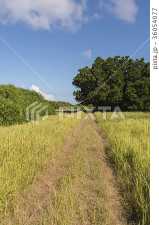 鳩間島の自然豊かな道（沖縄） 36054077