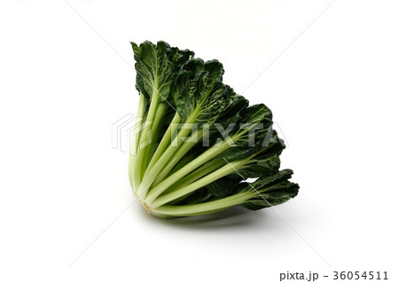 タアサイ タアサイ 36054511