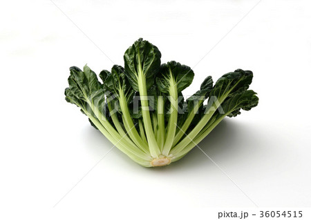 タアサイ タアサイ 36054515