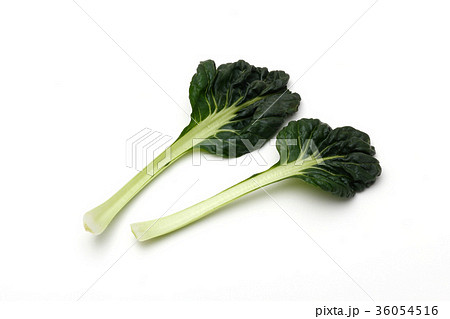 タアサイ タアサイ 36054516