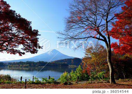 紅葉の河口湖からの富士山の風景 紅葉の河口湖からの富士山の風景 36054544