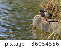 水面を見つめるカモ 36054556