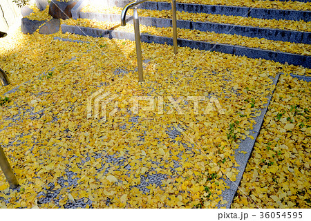 落葉 落葉 36054595