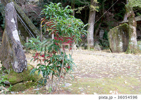 マンリョウ 36054596