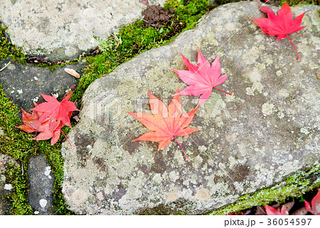 落葉 落葉 36054597