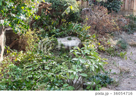 剪定中の庭 剪定中の庭 36054716