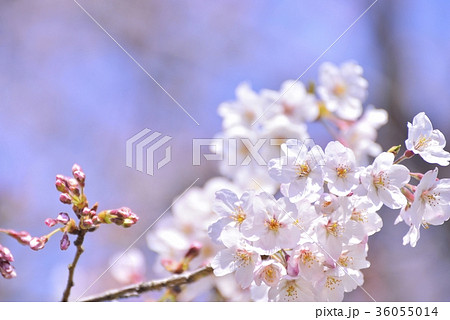 満開の桜 ソメイヨシノ クローズアップ 満開の桜 ソメイヨシノ クローズアップ 36055014