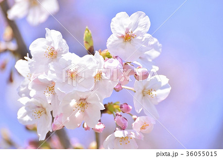 満開の桜 ソメイヨシノ クローズアップの写真素材