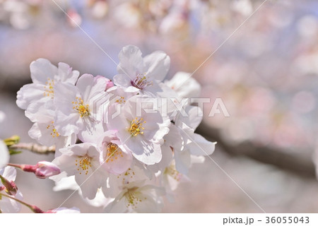 満開の桜 ソメイヨシノ クローズアップ 満開の桜 ソメイヨシノ クローズアップ 36055043