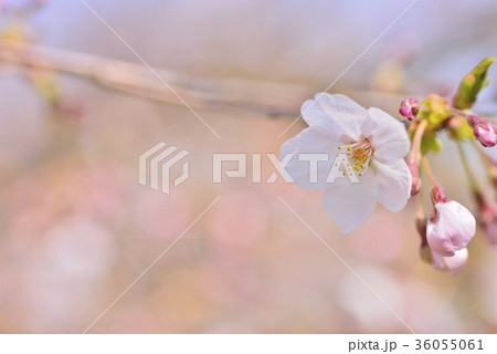満開の桜 ソメイヨシノ クローズアップ 満開の桜 ソメイヨシノ クローズアップ 36055061