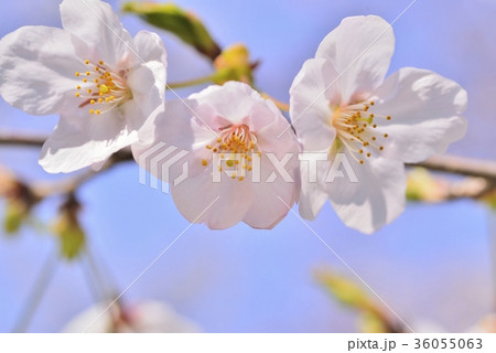 満開の桜 ソメイヨシノ クローズアップ 満開の桜 ソメイヨシノ クローズアップ 36055063