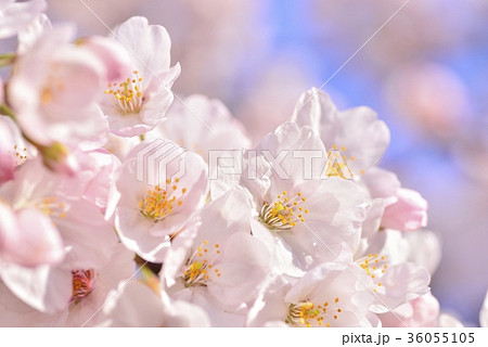 満開の桜　ソメイヨシノ　クローズアップ 36055105