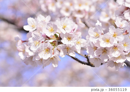 満開の桜 ソメイヨシノ クローズアップの写真素材