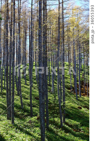 信州の紅葉　その　　：　　花と植物が織りなす色紙　その 36055393