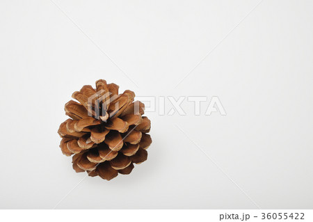 松ぼっくり(単品) 36055422