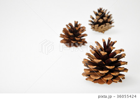 松ぼっくり(集合) 36055424