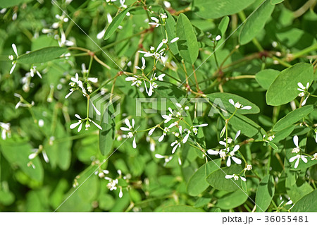 ユーフォルビア・ダイアモンドフロスト ユーフォルビア・ダイアモンドフロスト 36055481