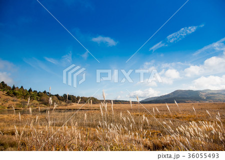 秋の八島ヶ原湿原 草紅葉の紅葉 秋の八島ヶ原湿原 草紅葉の紅葉 36055493