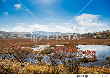 秋の八島ヶ原湿原　草紅葉の紅葉 36055495