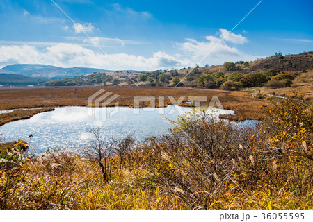秋の八島ヶ原湿原 なだらかな木道 秋の八島ヶ原湿原 なだらかな木道 36055595