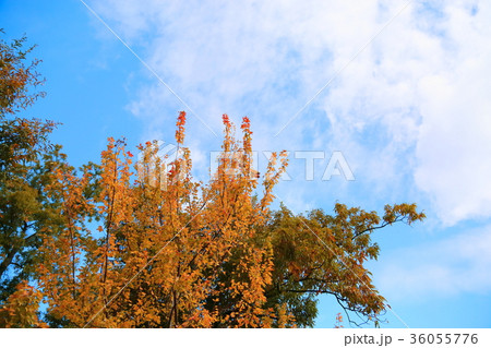 秋の公園 トウカエデ紅葉 秋の公園 トウカエデ紅葉 36055776
