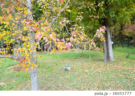秋の公園　色づくトウカエデ 36055777