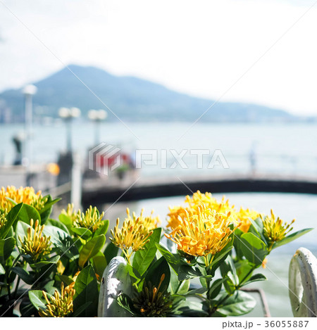 花 フラワー お花 36055887