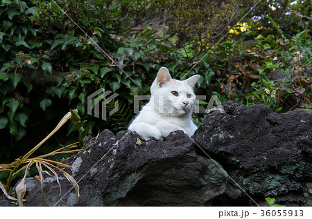 岩の上で腕組みする白い猫 横顔の写真素材