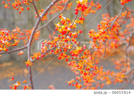 雪花(4) 雪花(4) 36055914