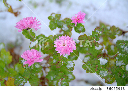 雪花（８） 36055918