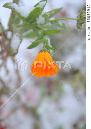 雪花（９） 36055919